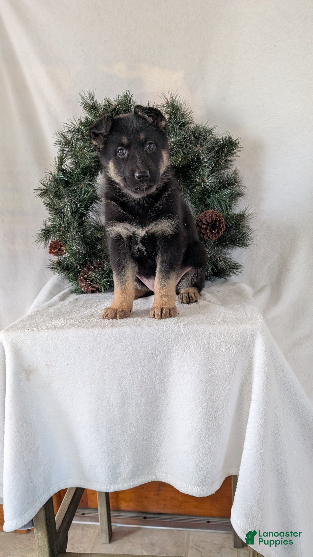 German Shepherd dogs for sale: Gail  - Ad 6