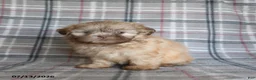 Shih Tzu dogs for sale: Sonny - Ad 3