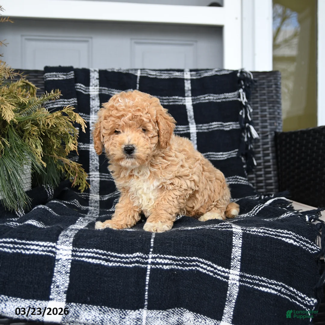 Bichon Frise dogs for sale: Peter - Ad 3