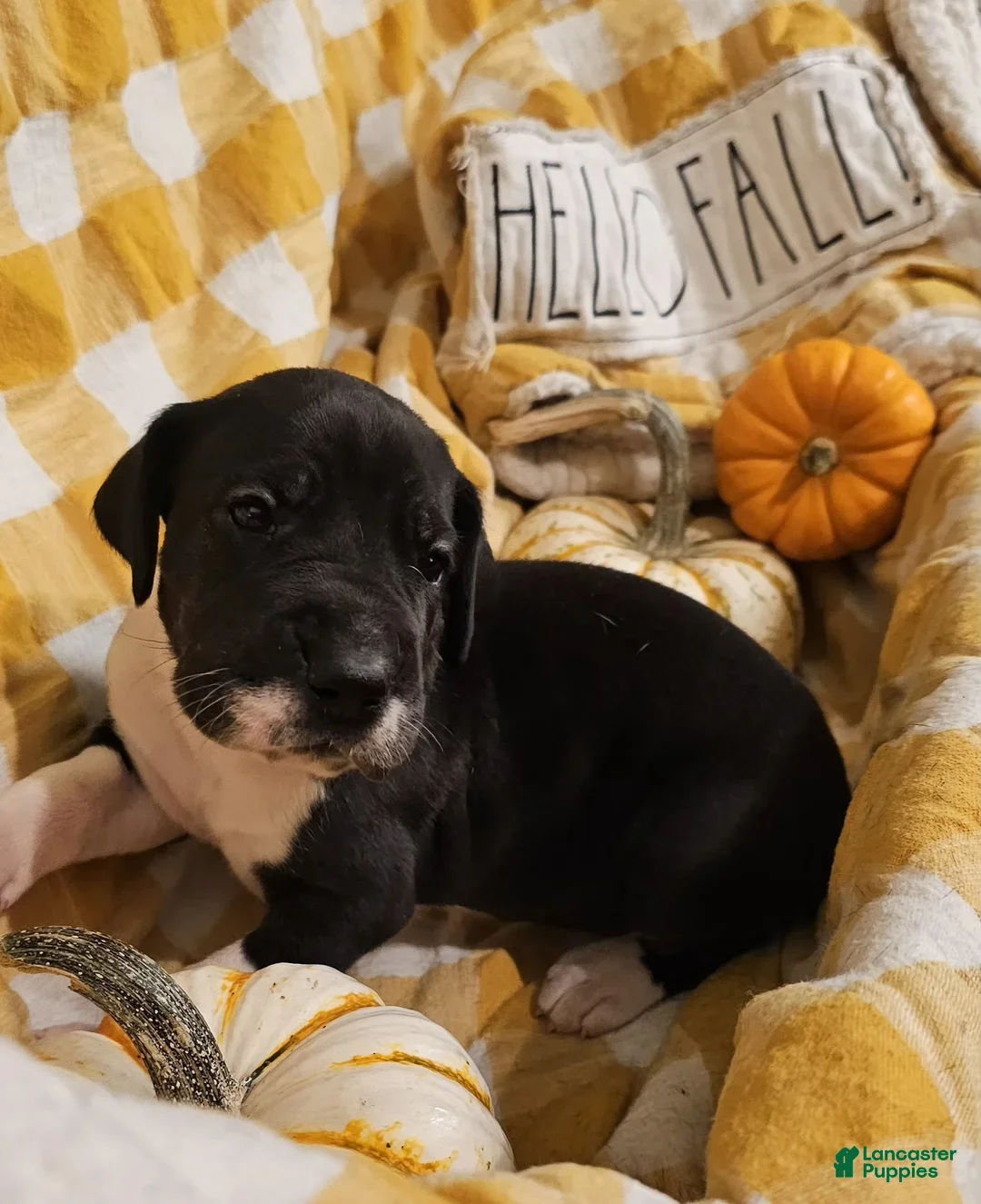 Great Dane dogs for sale: Cocoa - Ad 3