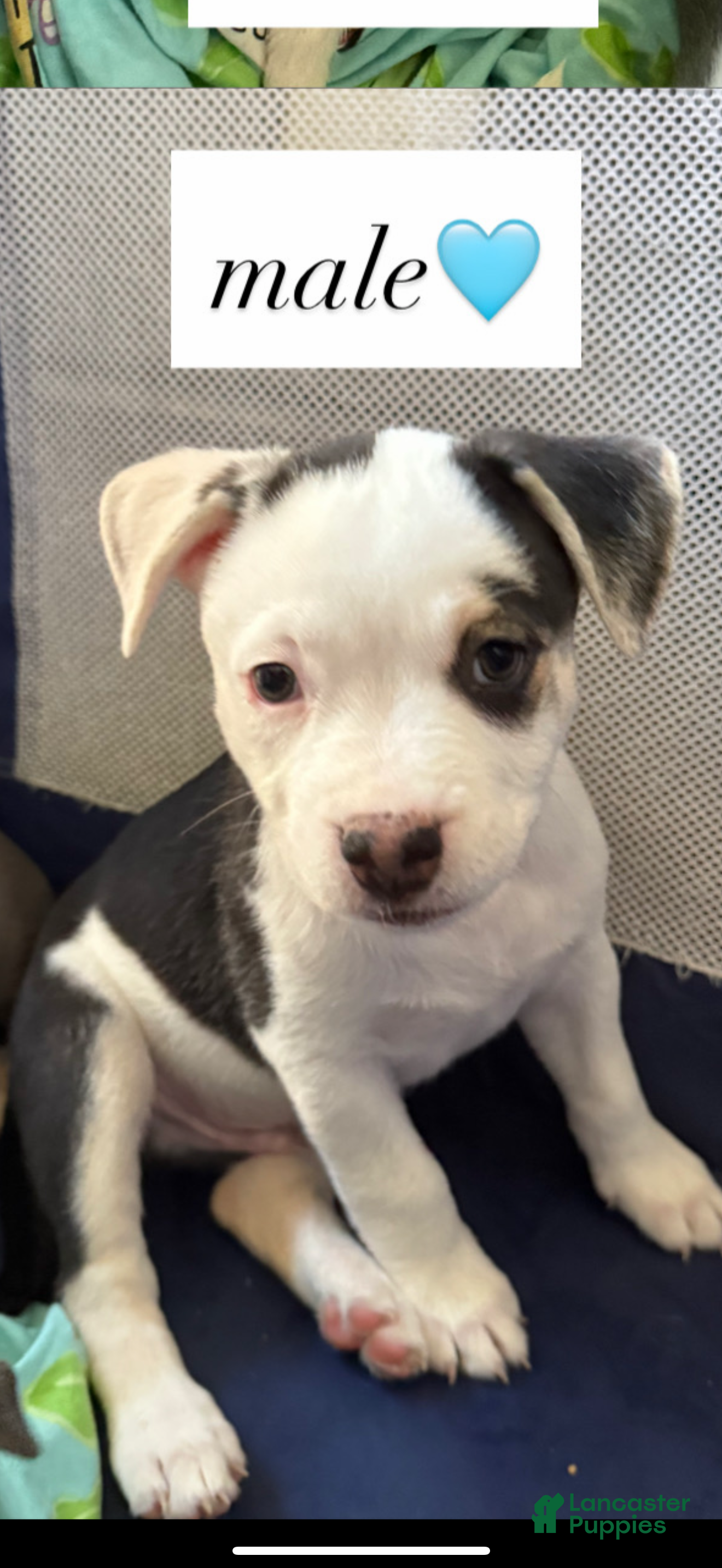 American Pit Bull Terrier dogs American Pit Bull Terrier 4 - Ad 8