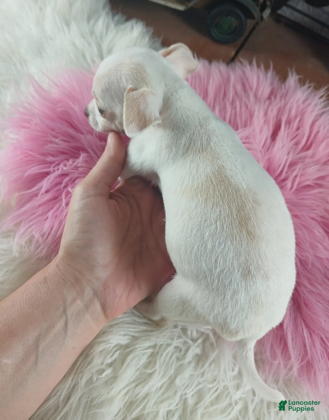 Chihuahua dogs for sale: Chocolate teacup Chihuahua girl. Hand delivery - Ad 2