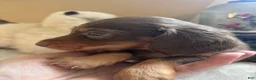 Dachshund dogs for sale: Gari-Long Hair - Ad 7