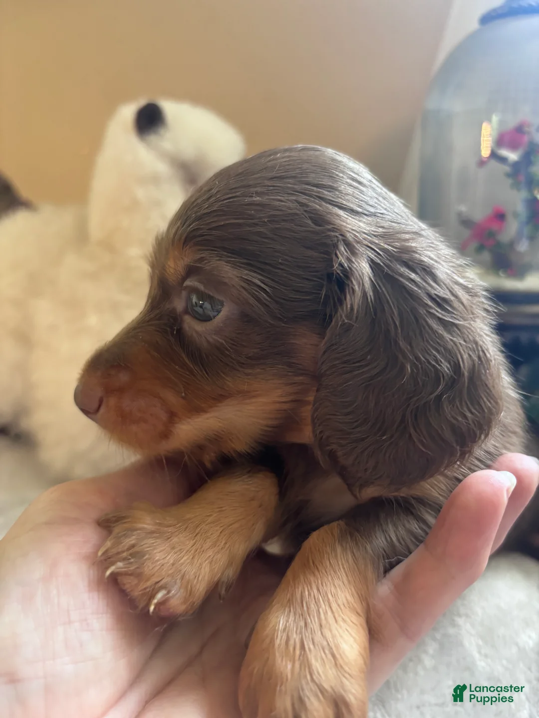 Dachshund dogs for sale: Gari-Long Hair - Ad 7