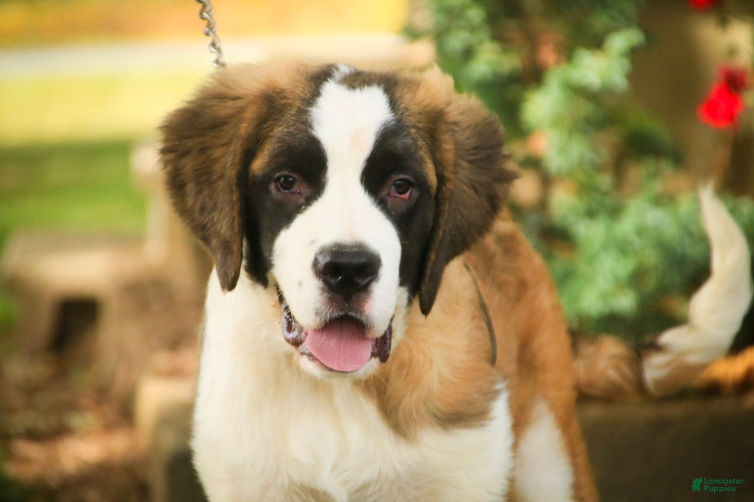 Saint Bernard dogs Wendeline Saint Bernard  - Ad 2