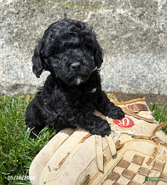 Havapoo dogs Austin - Ad 1