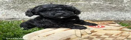 Havapoo dogs for sale: Austin - Ad 1