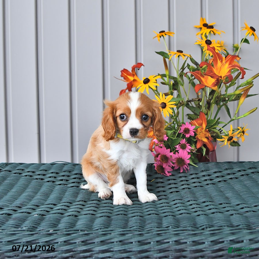 Cavalier King Charles Spaniel dogs Milo - Ad 2