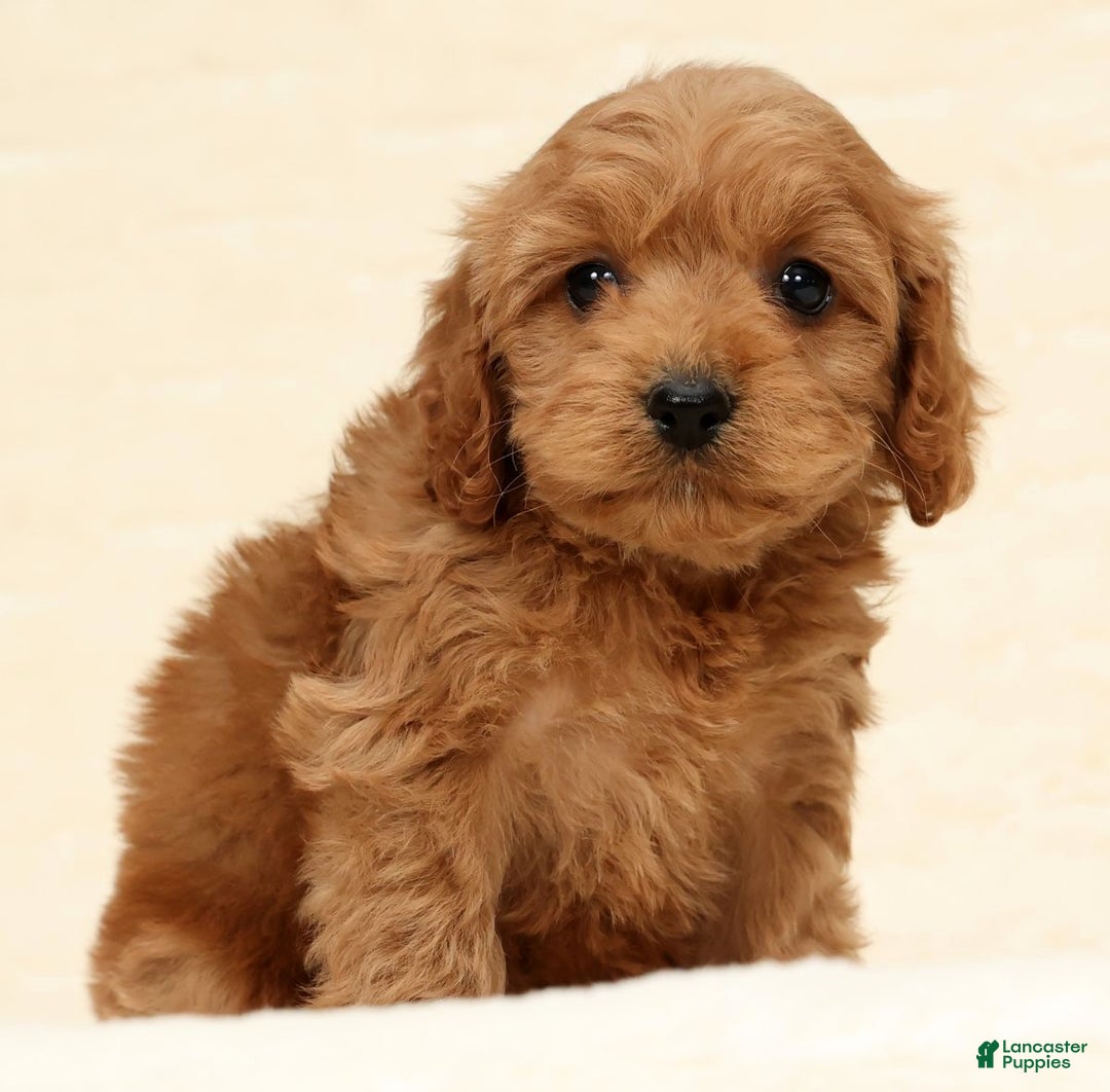 Cockapoo dogs for sale: Bear - Ad 3
