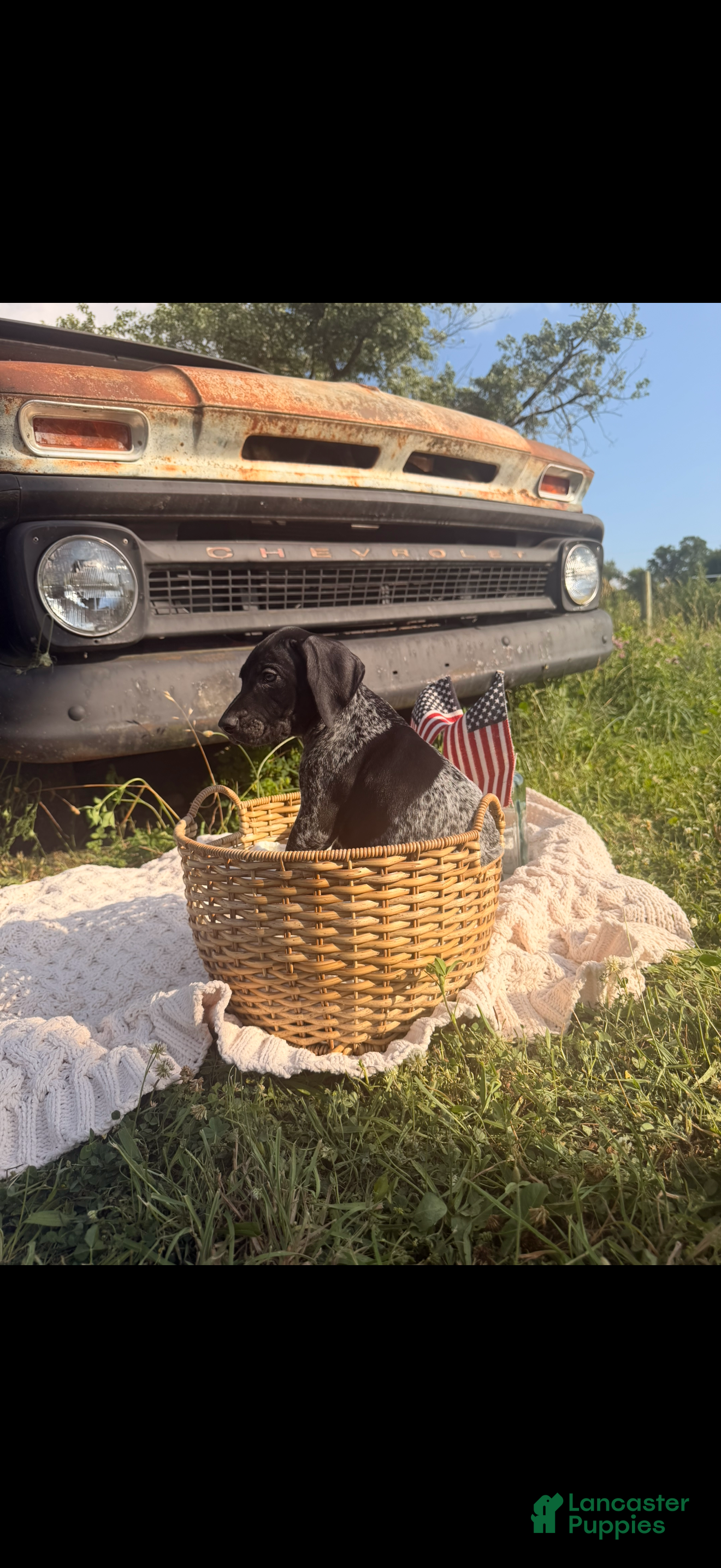 German Shorthaired Pointer dogs Rhodes - Ad 2
