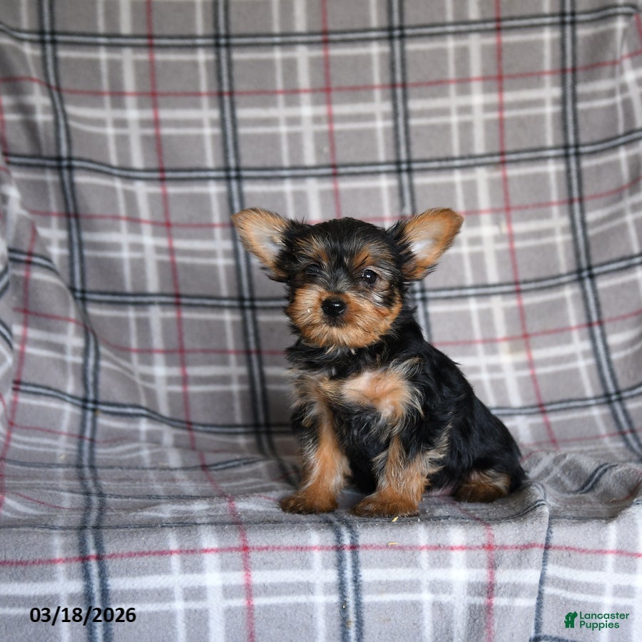 Yorkshire Terrier dogs Oliver - Ad 2