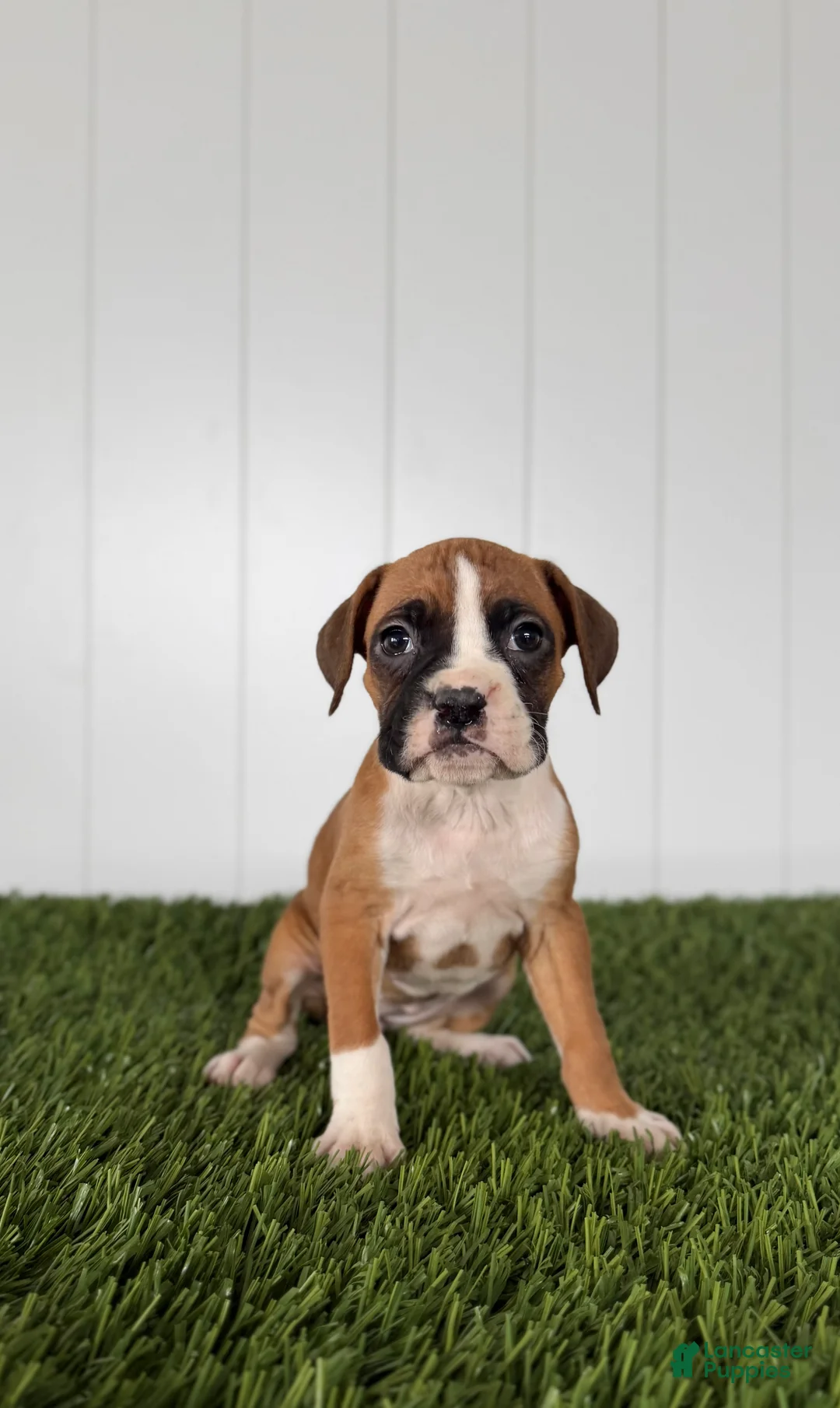 Boxer dogs for sale: Posey - Ad 2