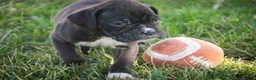 Boxer dogs for sale: Rhett - Ad 1