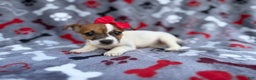 Jack Russell Terrier dogs for sale: Briar - Ad 9
