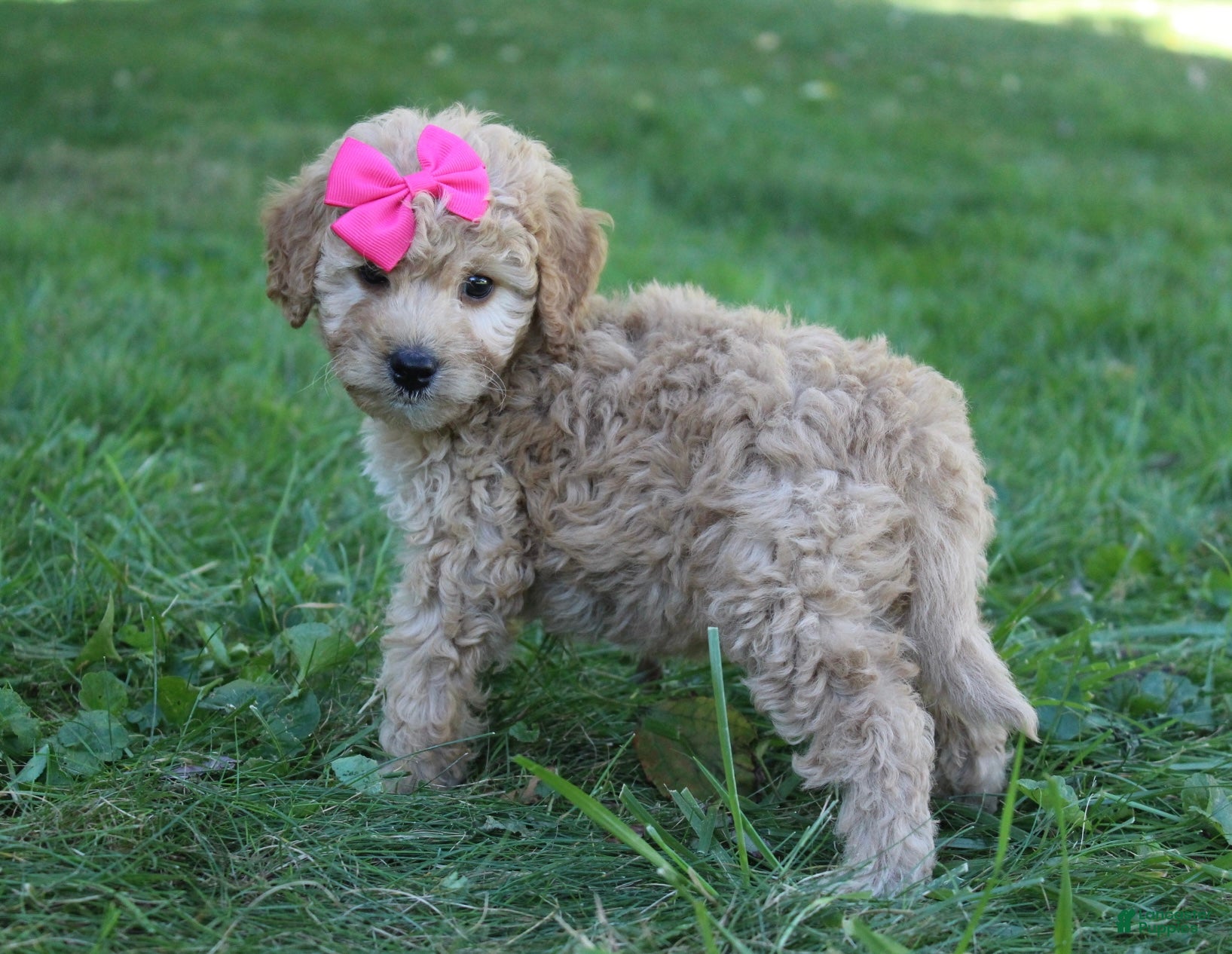 Mini Goldendoodle dogs for sale: Marla 🎀 - Ad 1