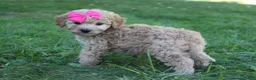 Mini Goldendoodle dogs for sale: Marla 🎀 - Ad 6