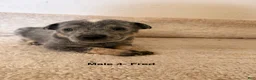Australian Cattle Dog dogs for sale: Australian Cattle Dog 2 - Ad 2