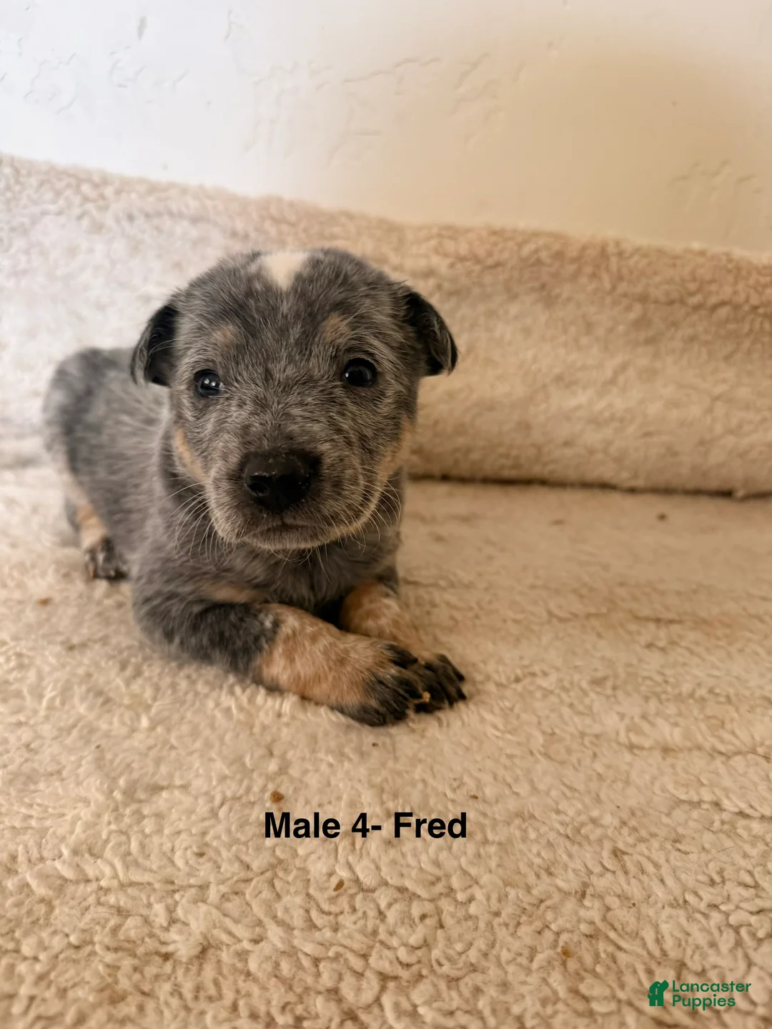 Australian Cattle Dog dogs for sale: Australian Cattle Dog 2 - Ad 2