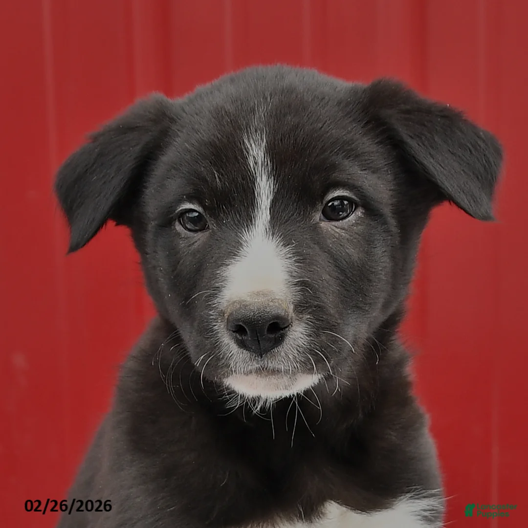 Border Collie dogs for sale: Shadow - Ad 3