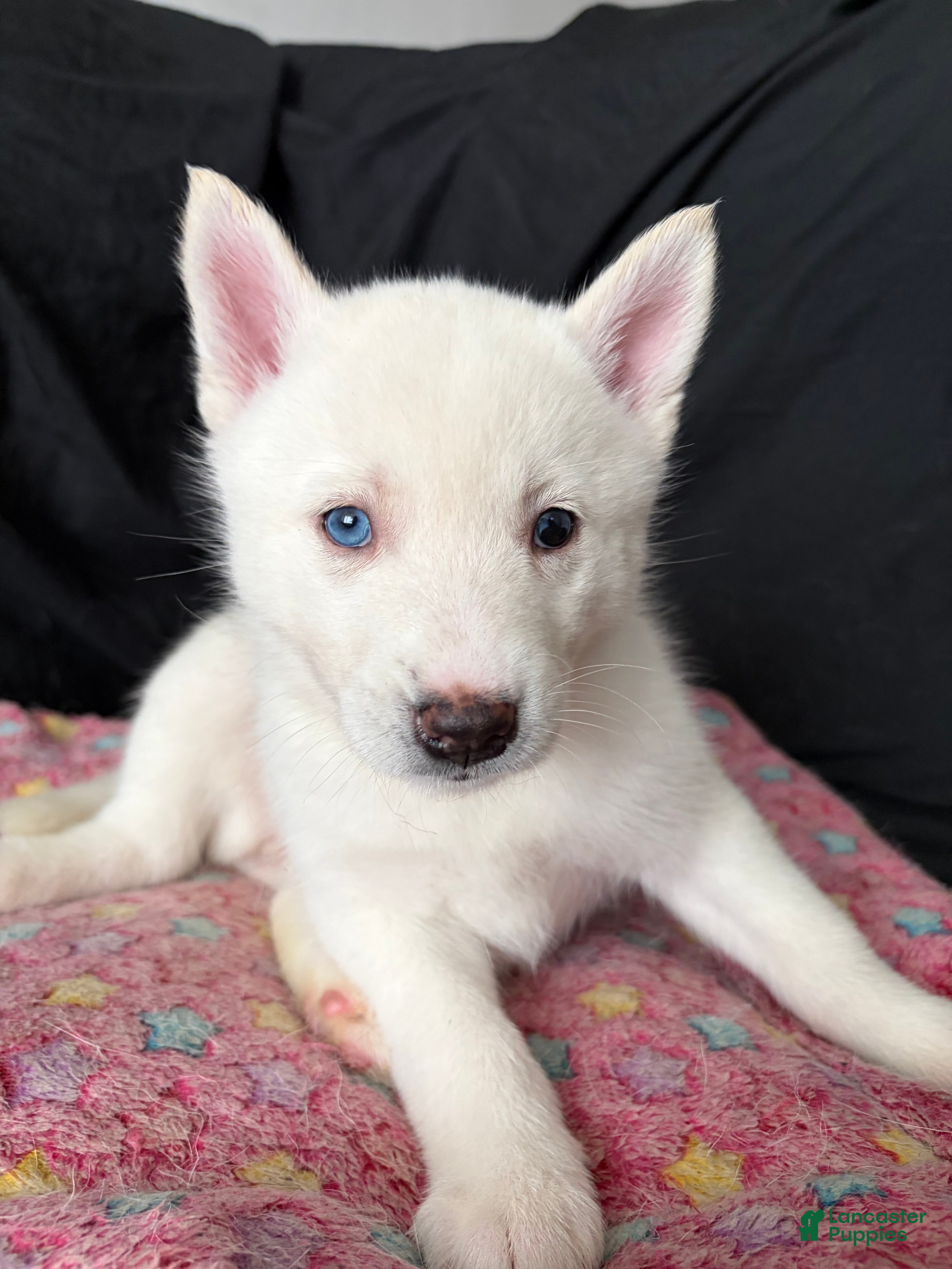 Pomsky dogs for sale: Snow - Ad 3