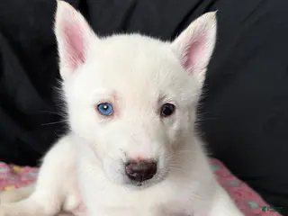 Pomsky dogs for sale: Snow - Ad 3