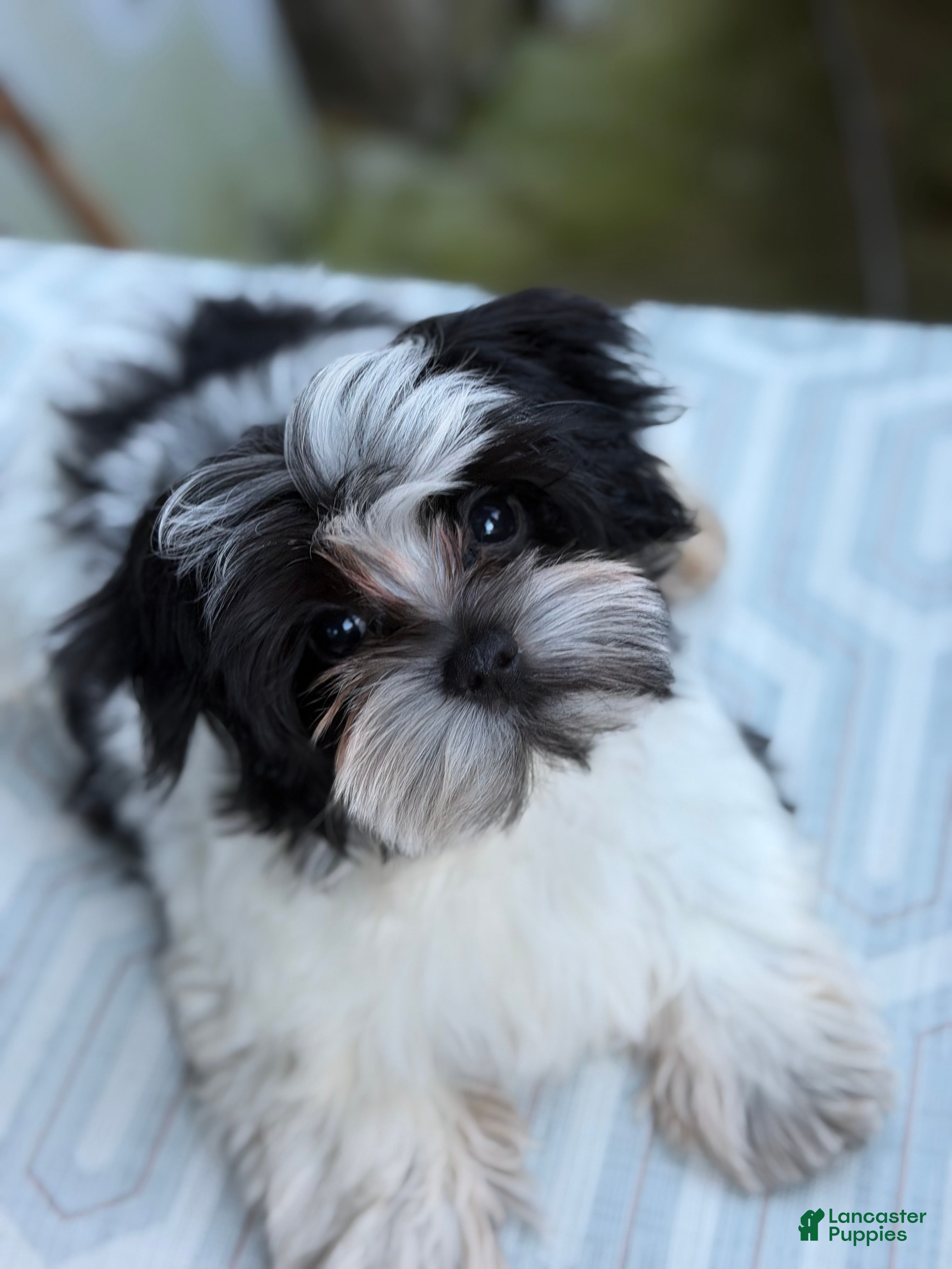 Morkie dogs for sale: Duke  - Ad 1