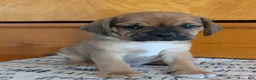 Puggle dogs for sale: Kenny  - Ad 3