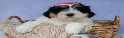 Teddy Bear dogs for sale: TINA - Ad 16
