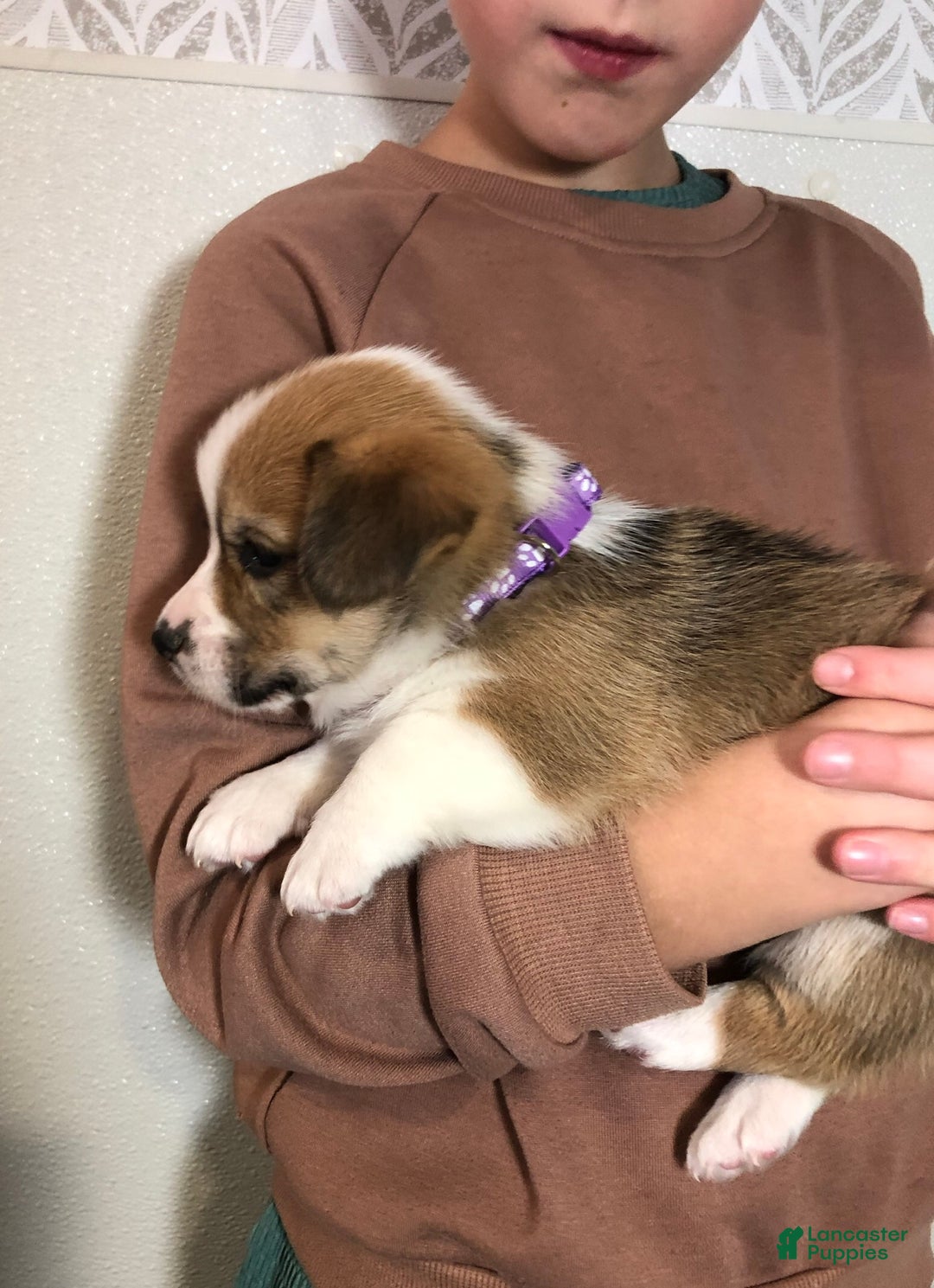 Welsh Corgi Pembroke dogs for sale: Noelle  - Ad 8