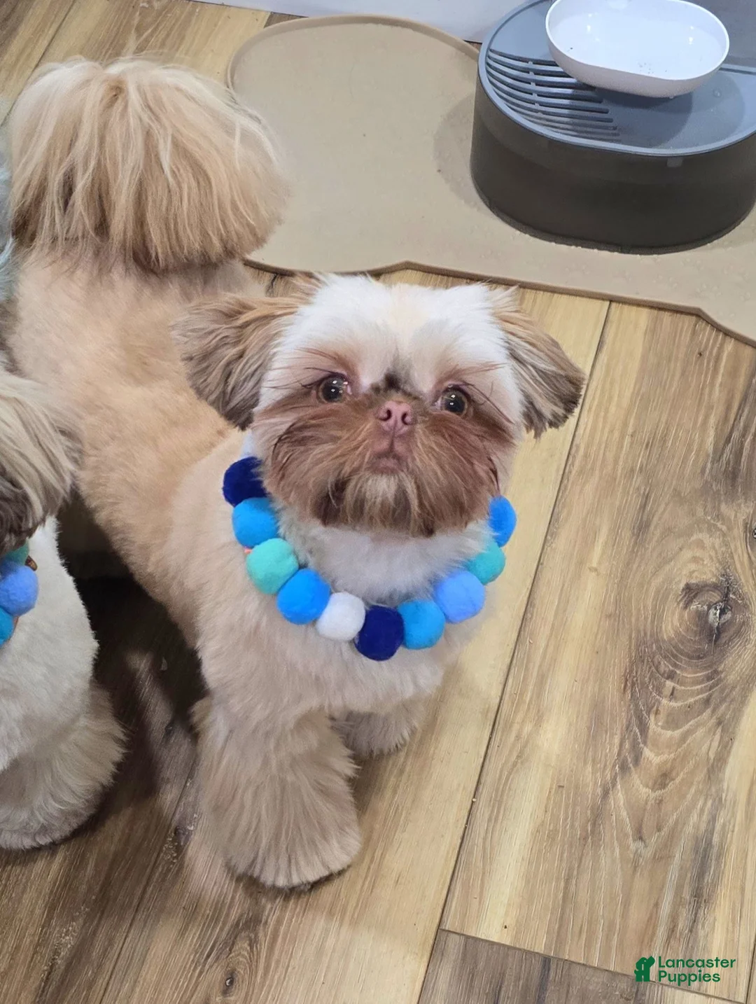 Shih Tzu dogs for sale: Shih Tzu Puppy 1 - Ad 2