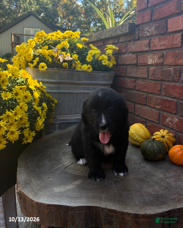 Ranger (Doodle / designer cross, Male) in Salem, IN