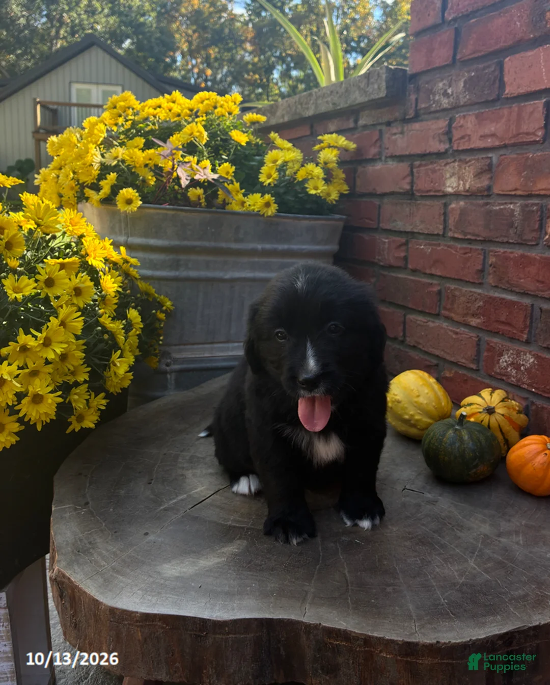Mini Bernedoodle dogs for sale: Ranger - Ad 1