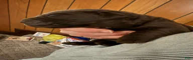 Labrador Retriever Puppy 2