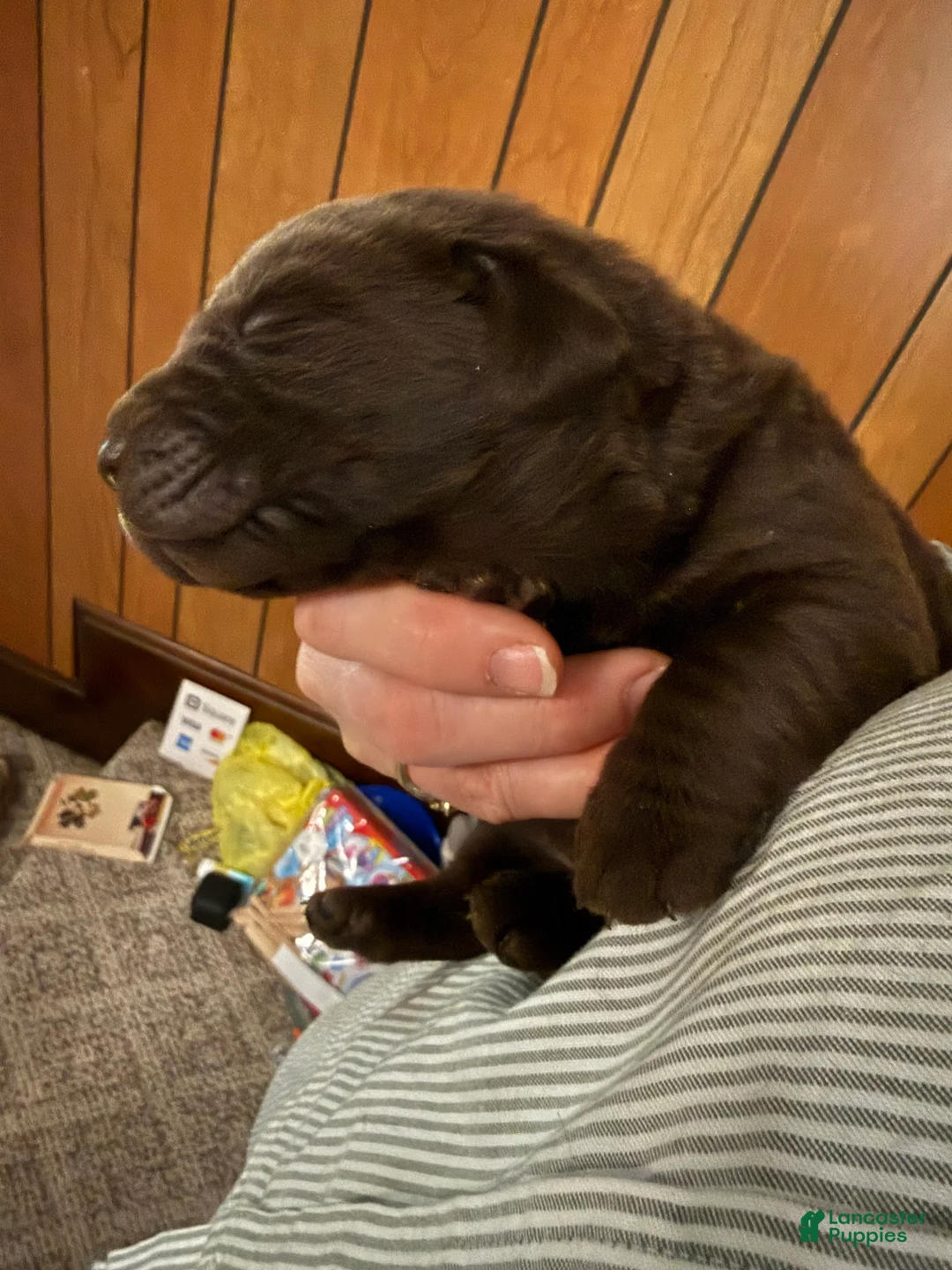Labrador Retriever dogs for sale: Labrador Retriever Puppy 2 - Ad 1