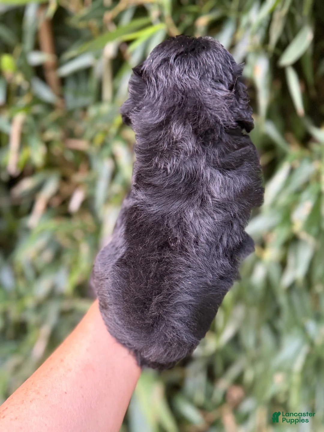Miniature Schnauzer dogs for sale: Miniature Schnauzer 5 - Ad 2