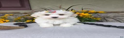 Maltese dogs for sale: Chloe - Ad 7
