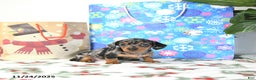 Miniature Dachshund dogs for sale: Betty   - Ad 5