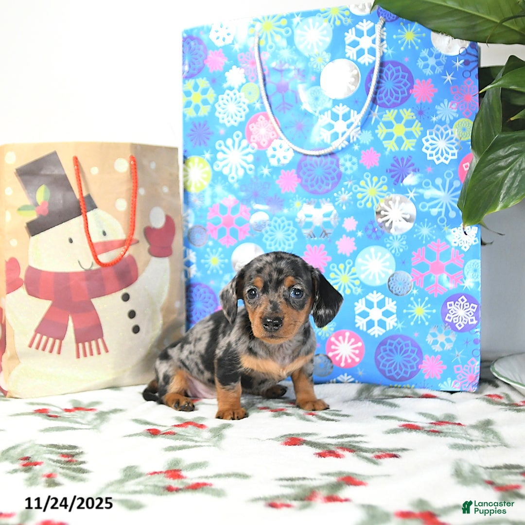Miniature Dachshund dogs for sale: Betty   - Ad 5