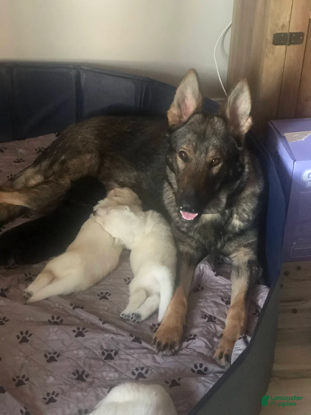 German Shepherd dogs for sale: Fern - Ad 3