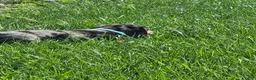 Miniature Dachshund dogs for sale: Sterling  - Ad 10