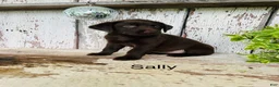 Labrador Retriever dogs for sale: Sally  - Ad 1