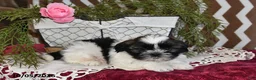 Shih Tzu dogs for sale: Jordan - Ad 5