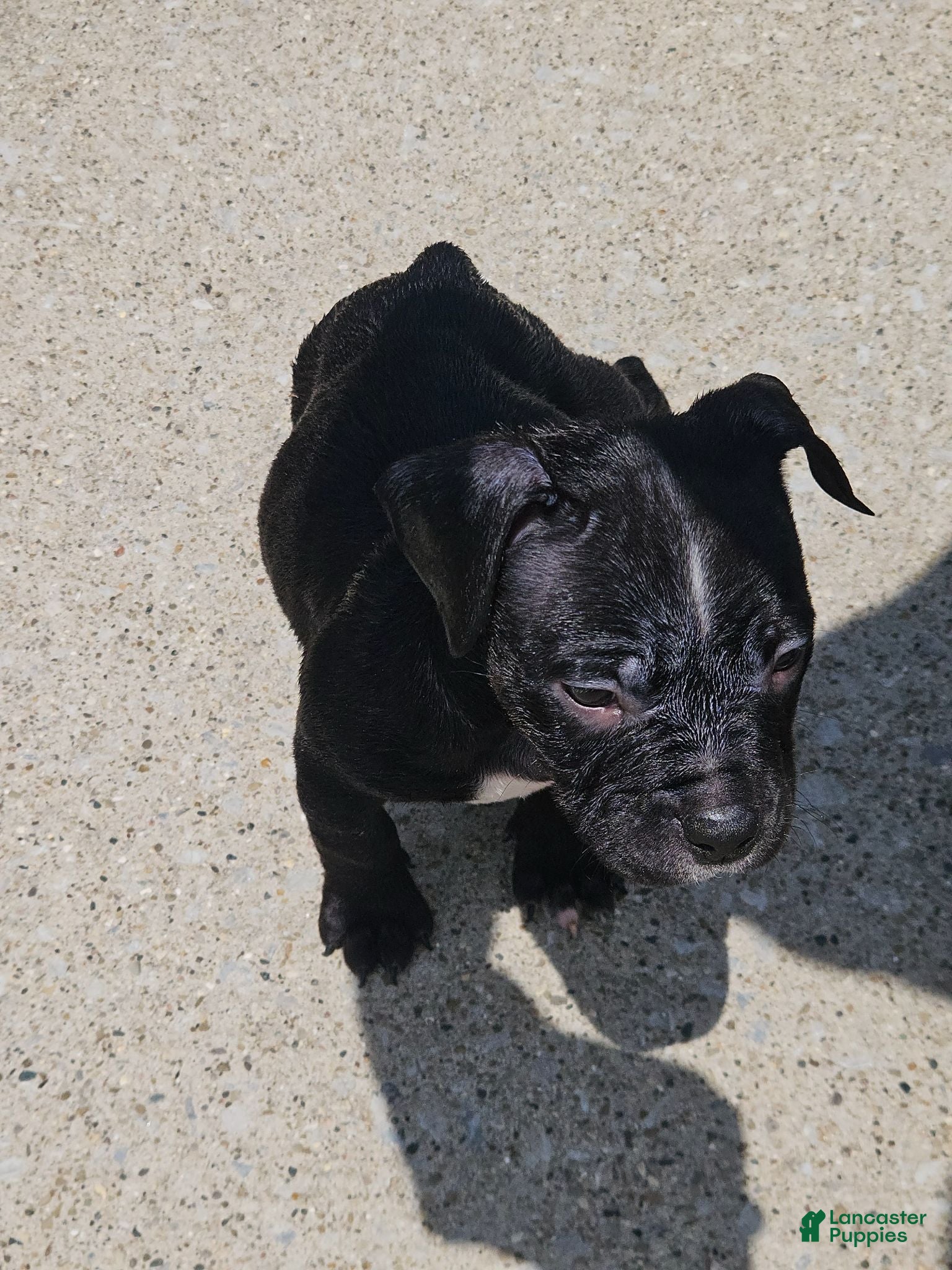 Mixed Breed dogs Secret  - Ad 2