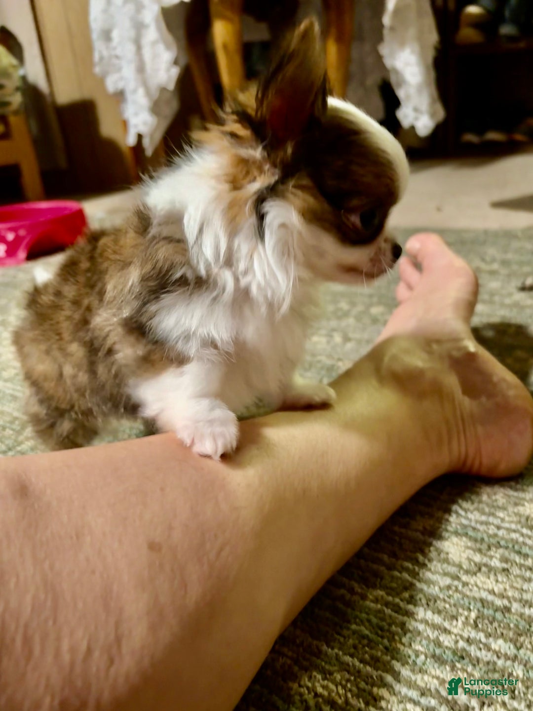 Chihuahua dogs for sale: Chihuahua Puppy 1 - Ad 8