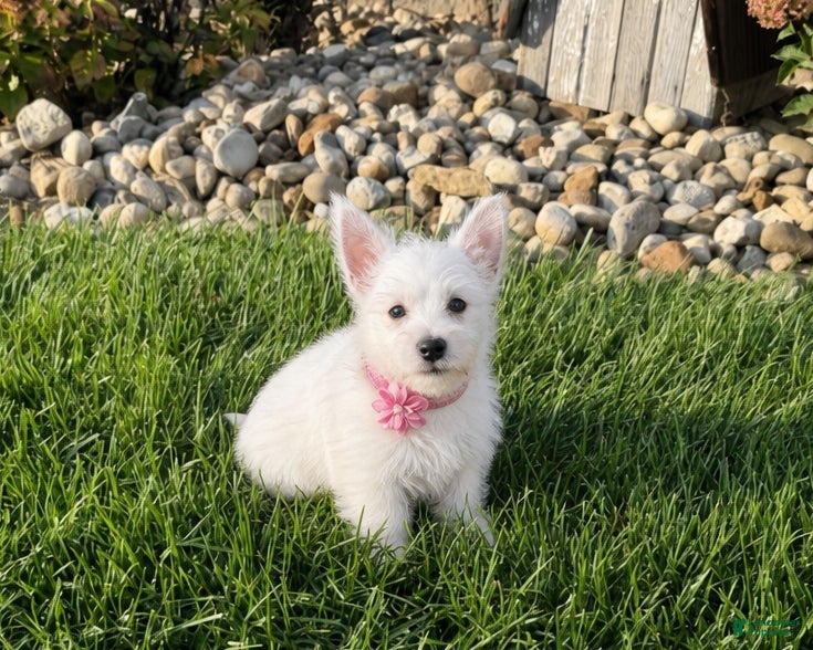 West Highland Terrier dogs Anita - Ad 1