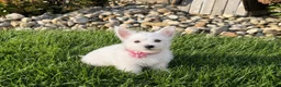 West Highland Terrier dogs for sale: Anita - Ad 1