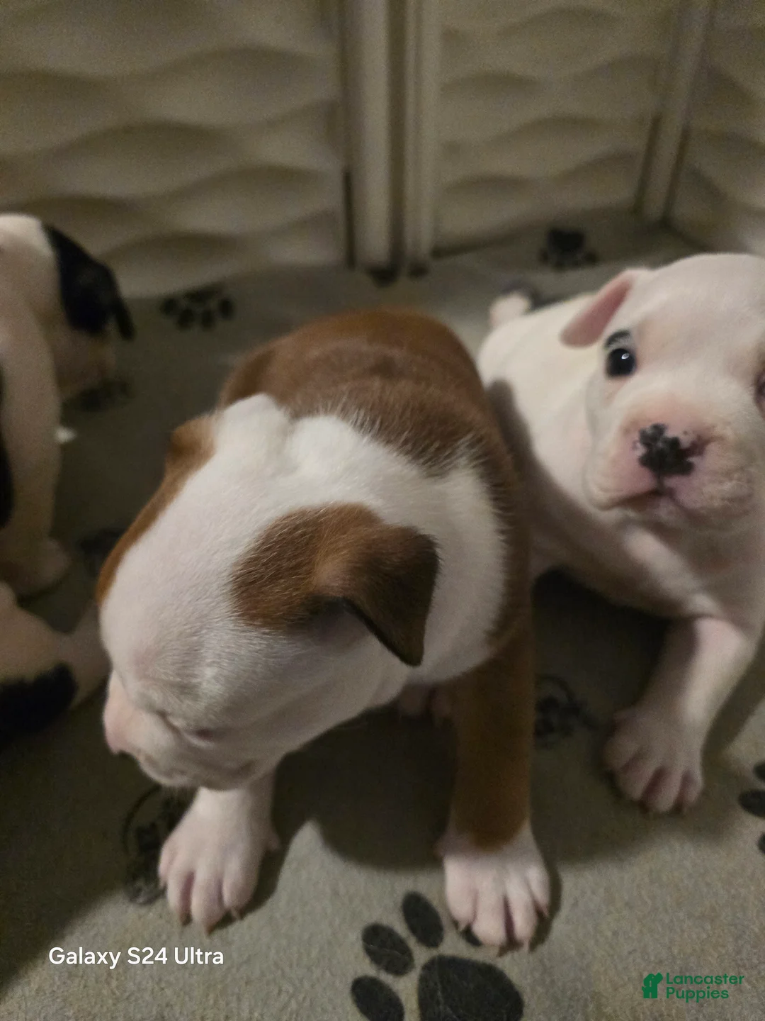 American Bully dogs for sale: Jewel - Ad 2