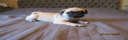 Pug dogs for sale: Pug Puppy 1 - Ad 9