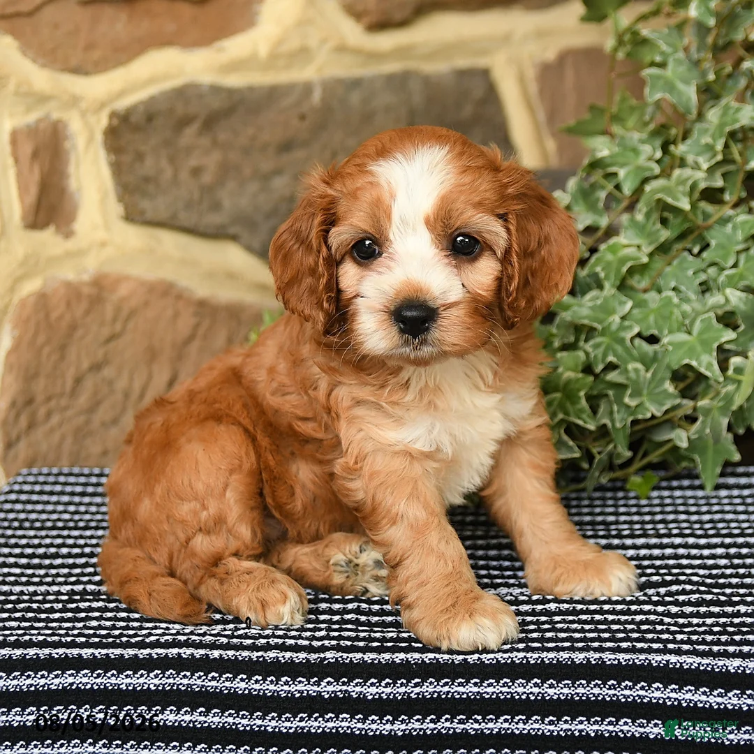 Cockapoo dogs for sale: Coffee - Ad 1