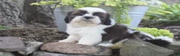 Shih Tzu dogs for sale: Bailey - Ad 3